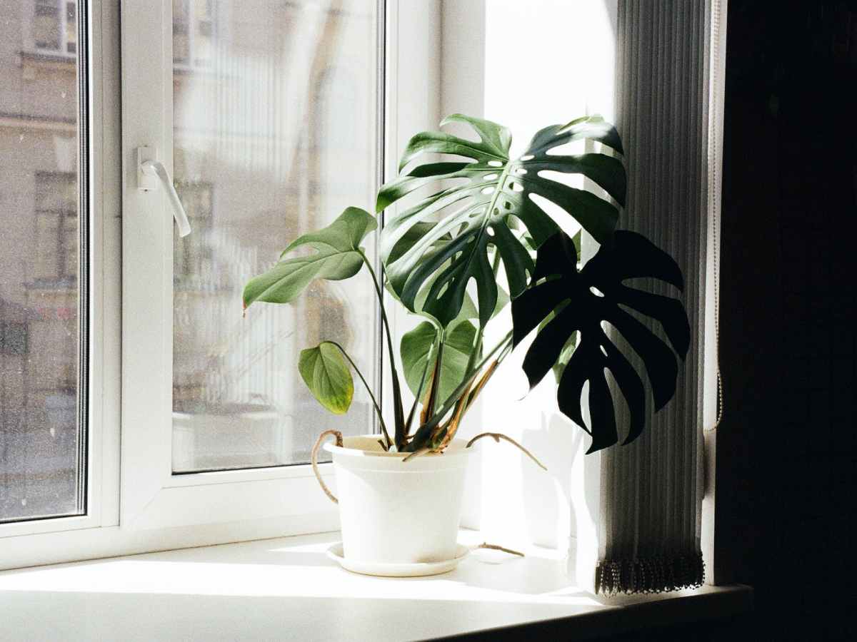 Investera i växter?